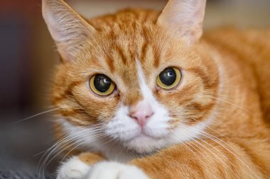 Evcil bir kedinin portresi