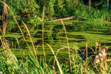 Ördek otuyla sıvanmış gölet