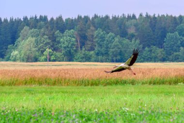 Leylek tarlanın üzerinde uçuyor.