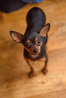 Büyük kulaklı küçük bir köpeğin portresi.