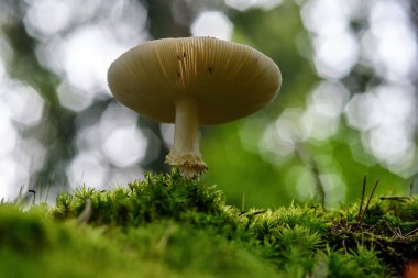 Ormandaki mantar makrosu