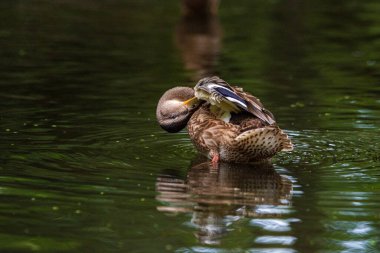 Güzel bir yaban ördeği gölette tüyleri temizler. Fotoğraflı yakın plan..