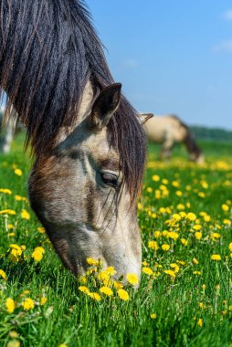 At tarlada karahindiba yiyor.