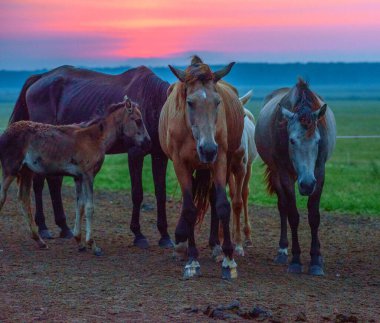 Atlar şafakta otlar.