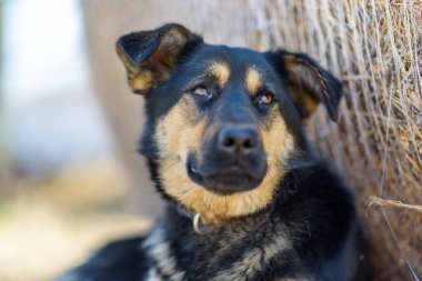 Serseri bir köpek güneşin tadını çıkarıyor.
