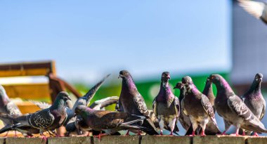 Yaz aylarında kasaba meydanında güvercin sürüsü..