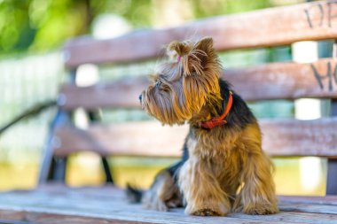 Tahta bir bankta Yorkshire Teriyeri.