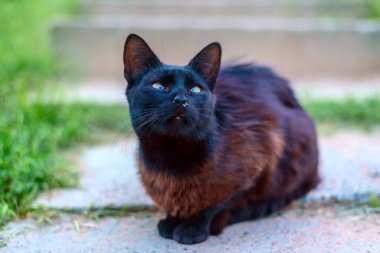 Pis kara gezgin kedi