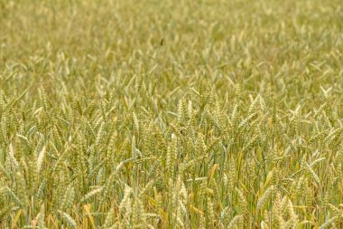 Olgun buğday tarlasına bak