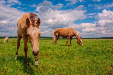 Bir yaz günü çayırda at otlatıyor..