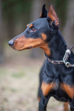 Ormandaki bir dobermanın portresi. Fotoğraflı yakın plan..