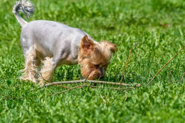 Yorkshire Teriyeri yeşil çimlerde oynuyor