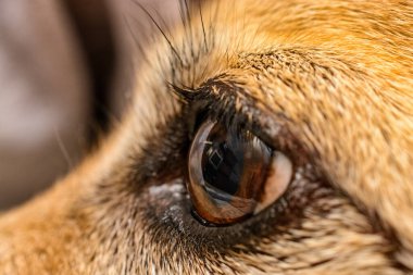 Köpek gözü makrosu