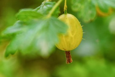 Bektaşi üzümlü yakın plan.