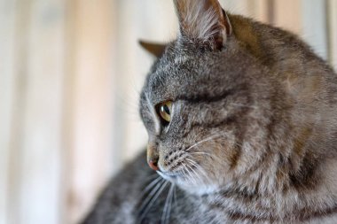 Ahşap bir arka planda gri bir kedinin portresi.