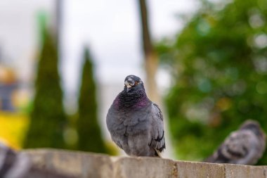 Yazın bir şehir caddesinde güvercin portresi.