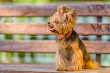 Tahta bir bankta Yorkshire Teriyeri.