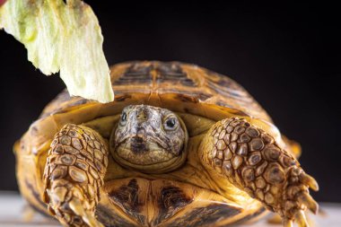 Ahşap arka planda el yapımı kaplumbağa. Fotoğraflı yakın plan..
