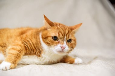 Korkmuş bir kedinin portresi..