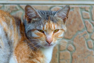 Sokaktaki verandada güzel bir kedi