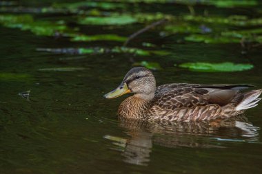 Sudaki ördeğin yakın plan portresi..