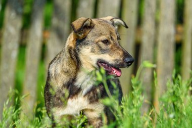 Köy köpeğinin portresi