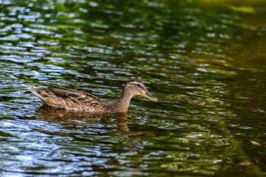Ördekler gölette yüzer.