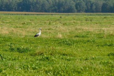 Bir leylek yazın çimenlerde yürür..