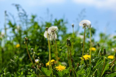 Bulanık bir geçmişi olan bir karahindiba tarlası..