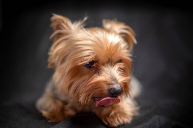 Yorkshire Teriyer portresi stüdyoda. Fotoğraflı yakın plan..