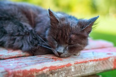 Siyah bir kedi bankta yatıyor.
