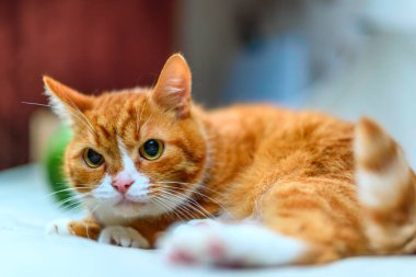 Kızıl bir kedinin stüdyo portresi