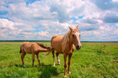 Çayırda otlayan iki bej at. 