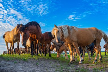 Bir at sürüsü tarlada otluyor. Gökyüzüne karşı çekilmiş..