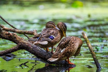 Üç ördek nehirde bir engelin üzerinde oturuyor. Fotoğraflı yakın plan..