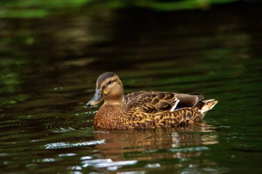 Vahşi ördekler akşamları gölette yüzerler..