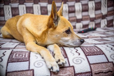 Kanepede oturan kırmızı bir köpeğin portresi.