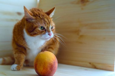 Şeftalinin yanındaki kırmızı kedinin portresi.