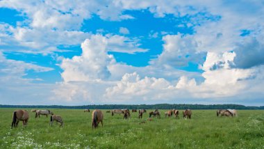 Bir at sürüsü yeşil bir tarlada bulutların arkasında otluyor..