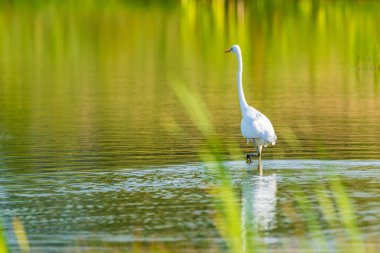 Bir beyaz balıkçıl bir bacağını kaldırarak suda duruyor..