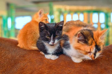 Atın sırtındaki kedi yavruları ahırda.