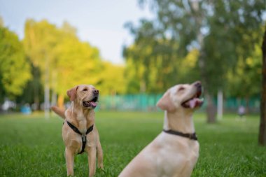 Parktaki çimlerin üzerinde iki sarı labrador oturuyor..