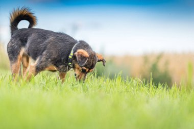 Başıboş bir köpek çimenlerde yürüyor. Yakından fotoğraflanmış..