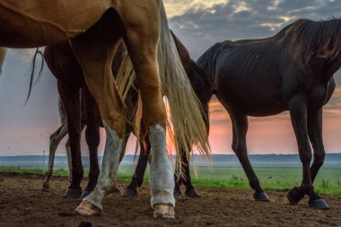 Atlar şafakta otlar.