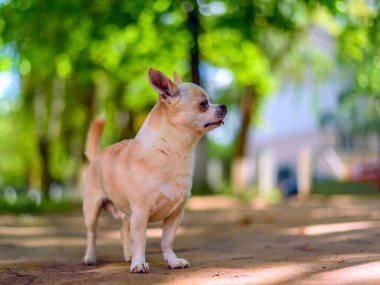 Chihuahua bahçede oynuyor.