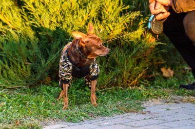 Rus oyuncak teriyeri yürüyüşe çıktı..