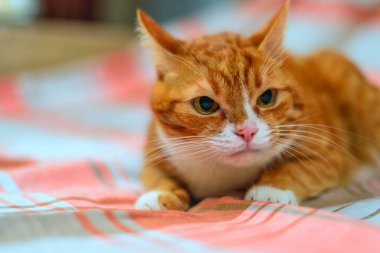 Zencefilli kedi portresine bak