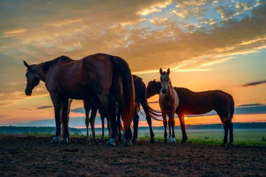 Atlar şafak vakti çayırda otluyor.