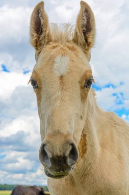 Gökyüzüne ve bulutlara karşı bir atın portresi