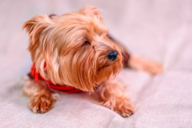 Yorkshire Teriyerinin Portresi